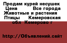 Продам курей несушек › Цена ­ 350 - Все города Животные и растения » Птицы   . Кемеровская обл.,Кемерово г.